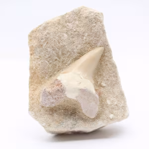 Fossiler Zahn auf Matrix