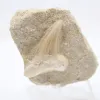 Fossiler Zahn - 0