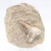 Otodus-Zahn - 0