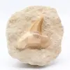 Fossiler Zahn - 0