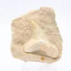 Fossiler Zahn - 0