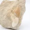 Otodus-Haifischzahn - 1