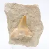 Fossiler Otodus Marokko - 0