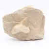 Fossiler Haifischzahn auf Matrix - 0