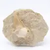 Zahn auf Gangart aus Marokko - 0