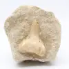 Fossiler Zahn - 0