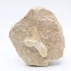 Otodus-Haifischzahn - 0