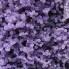 Chalcedon-Weintraube - 15