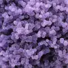 Chalcedon-Weintraube - 16