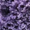 Chalcedon-Weintraube - 19