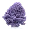Chalcedon-Weintraube - 6