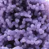 Chalcedon-Weintraube - 13