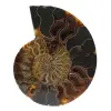 Fossiler natürlicher Ammonit - 0