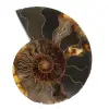 Ammonit aus Madagaskar - 0
