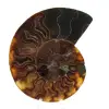Poliertes Ammonitenfossil - 0