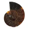 Fossiler natürlicher Ammonit - 0