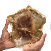 Natürliches, poliertes, verkieseltes Holz - 0
