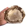 Fossiles Holz - 0