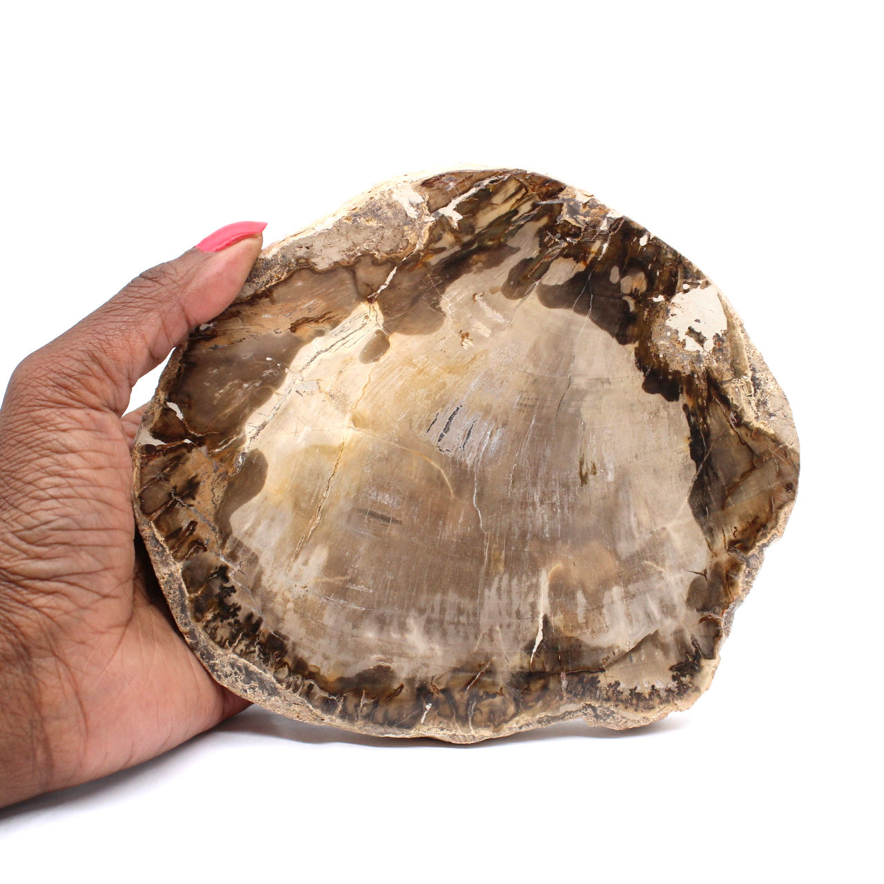 Fossiles Holz