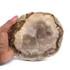 Fossiles Holz - 0