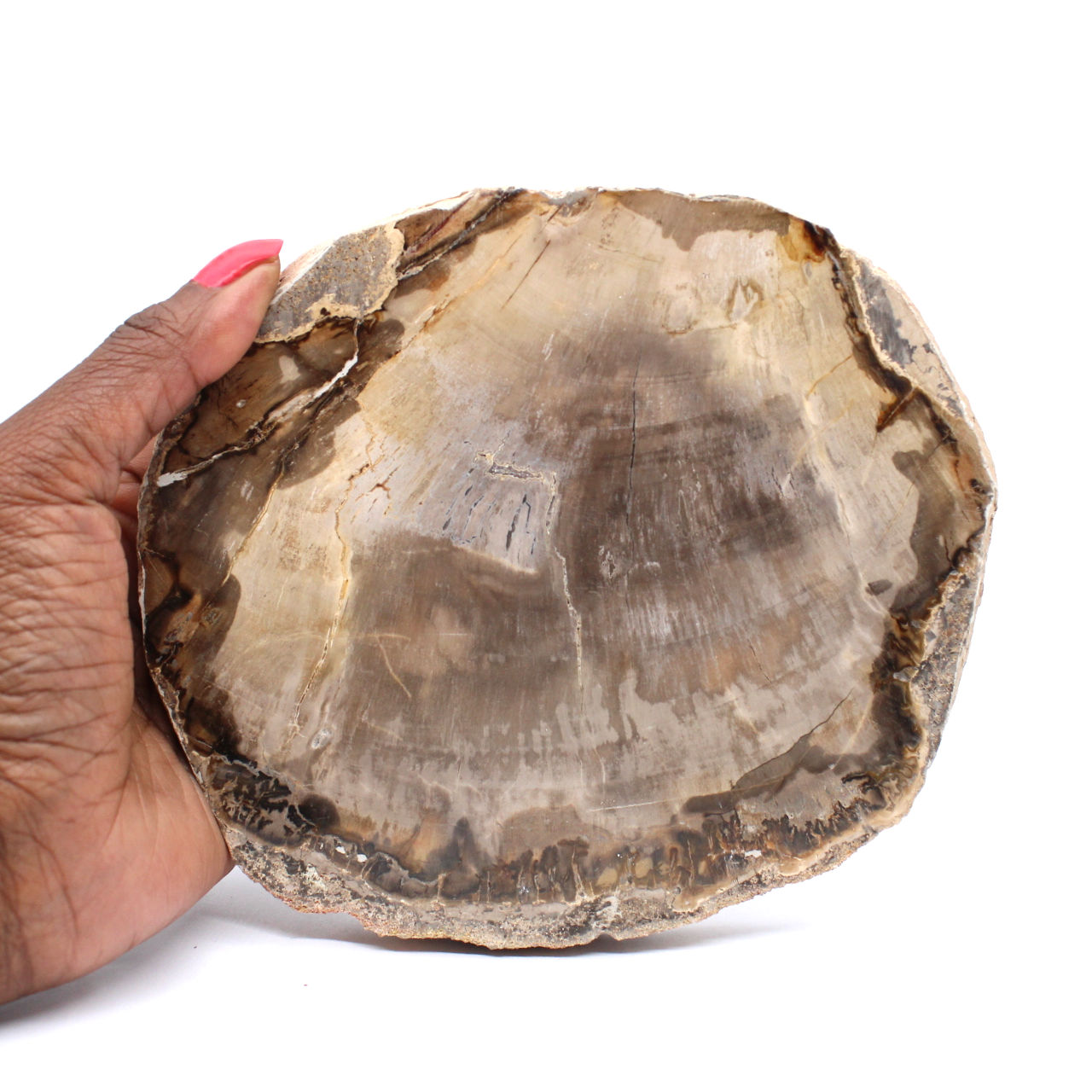 Fossiles Holz
