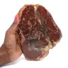 Stück natürliches versteinertes Holz - 0