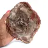 Versteinertes Holz aus Madagaskar - 0
