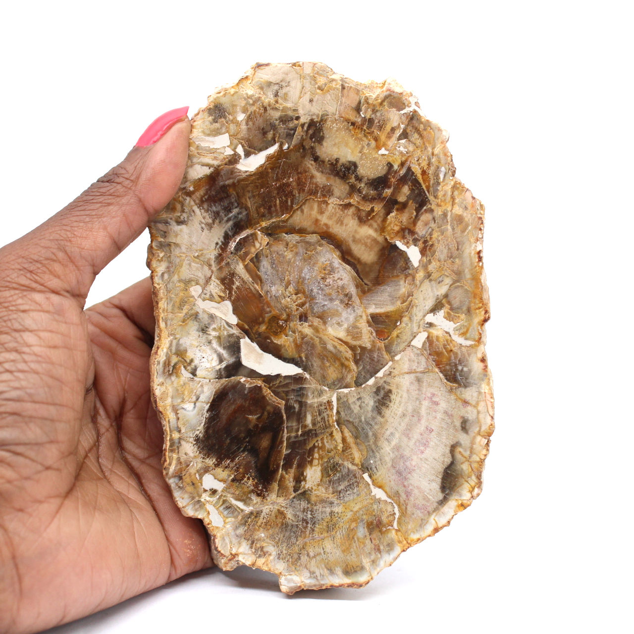 Poliertes verkieseltes Holz aus Madagaskar