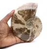 Ganzer Ammonit aus Madagaskar - 0