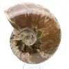 Ganzer versteinerter Ammonit - 1