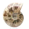 Ganzer versteinerter Ammonit - 2
