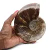 Fossiler natürlicher ganzer Ammonit - 0