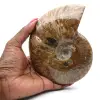 Poliertes ganzes Ammonitenfossil - 0