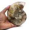 Ganzer polierter Ammonit aus Madagaskar - 0