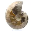 Ganzer fossiler Ammonit aus Madagaskar - 1