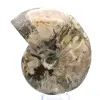 Ganzer fossiler Ammonit aus Madagaskar - 2