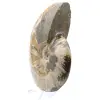 Ganzer fossiler Ammonit aus Madagaskar - 3