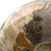 Ganzer fossiler Ammonit aus Madagaskar - 4