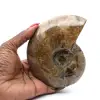 Ganzer polierter fossiler Ammonit aus Madagaskar - 0