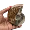 Natürliches, poliertes Ammonitenfossil - 0