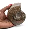 Ammonit aus Madagaskar - 0