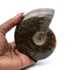 Fossiler natürlicher Ammonit - 0