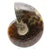 Fossiler natürlicher Ammonit - 1