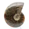 Fossiler natürlicher Ammonit - 2