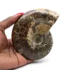 Poliertes Ammonitenfossil - 0