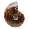 Polierter Ammonit aus Madagaskar - 1