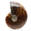 Polierter Ammonit aus Madagaskar - 2