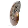 Polierter Ammonit aus Madagaskar - 3
