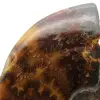 Polierter Ammonit aus Madagaskar - 4