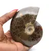 Natürliches, ganzes, poliertes Ammonitenfossil - 0